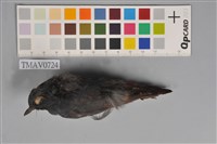 藏品(鉛色水鶇)的圖片